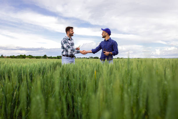 緑の小麦畑で握手で合意に達する2人の農家。 - field landscape green wheat ストックフォトと画像