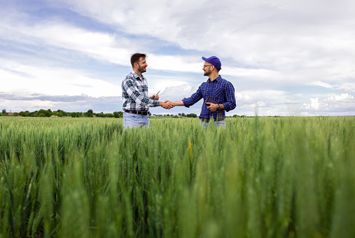 Two farmers making agreement with handshake in green wheat field.