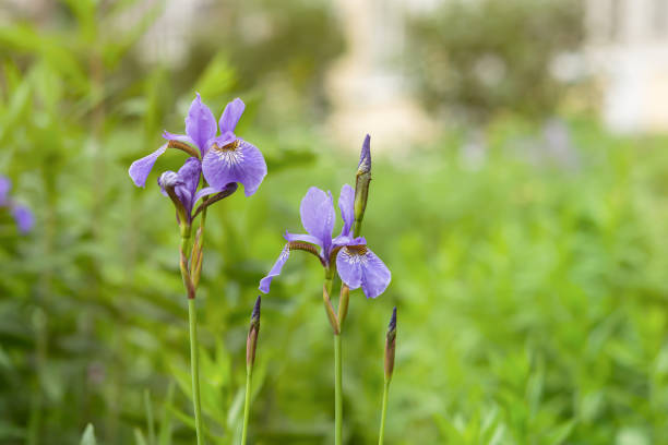 irises fiori lilla da vicino in giardino. delicati fiori primaverili su sfondo verde sfocato. - flower bed plant spring selective focus foto e immagini stock