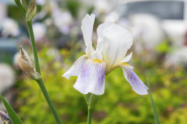 irises fiori lilla da vicino in giardino. delicati fiori primaverili su sfondo verde sfocato. - flower bed plant spring selective focus foto e immagini stock