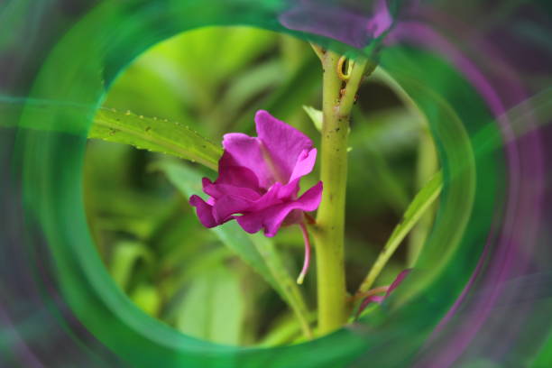 Very beautiful purple flowers
