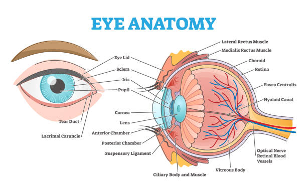 ilustrações, clipart, desenhos animados e ícones de anatomia ocular com esquema de estrutura rotulada para diagrama de contorno óptico humano - cornea