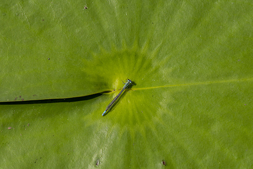 Symmetrical floating leaf with yellow midrib and curving, subtle leaf veins radiating out. Photo taken at Lake Wales Ridge state forest in central Florida. Nikon D7200 with Nikon 200mm macro lens