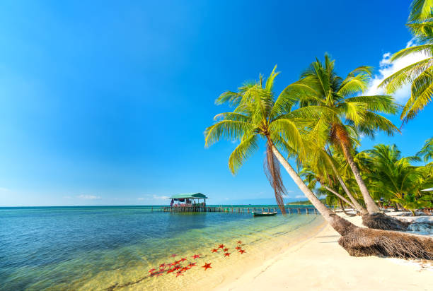 Seascape with tropical palms on beautiful sandy beach in Phu Quoc island, Vietnam. stock photo