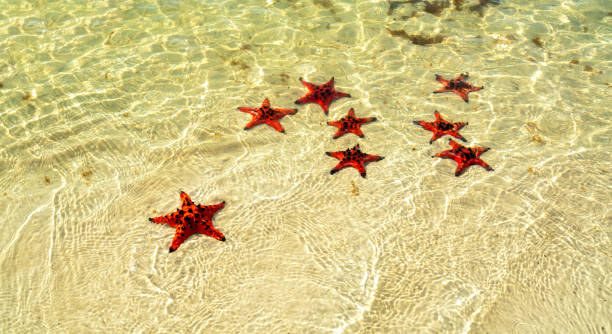 Phu Quoc Starfish Beach, South-Vietnam