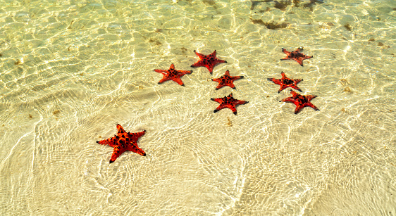 Stock photo showing close-up view of a glass starfish covered in pearls in the sand on a sunny, golden beach.