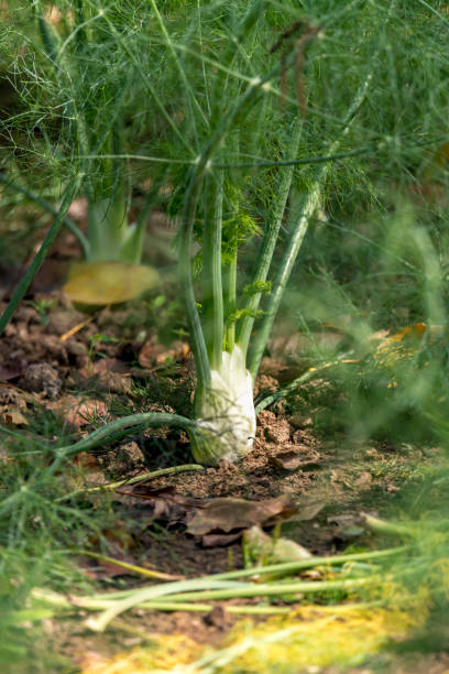 istock Single fennel grows on a field in a row with blurred background 1307905087