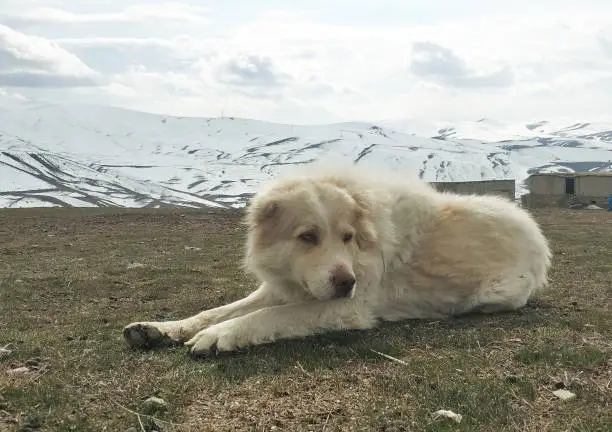 Photo of sheepdog