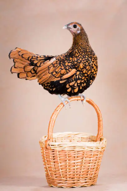 Photo of Red chicken sits on the handle of the basket on a beige background