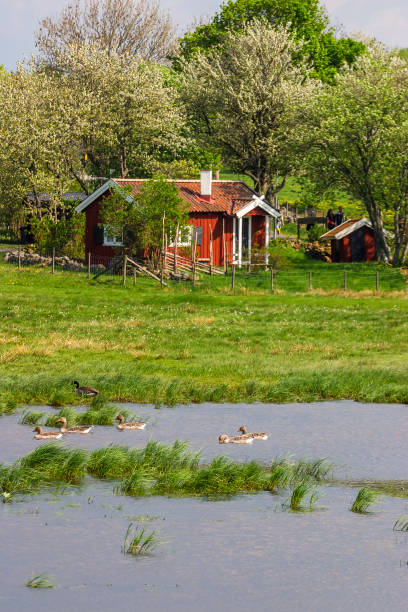 stado gęsi w jeziorze z czerwonym domkiem na plaży - sweden summer swimming lake zdjęcia i obrazy z banku zdjęć
