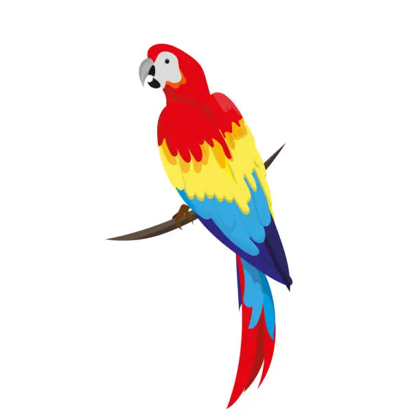 Vector illustration of A macaw parrot sits on a verka. A tropical red parrot sits on a branch in half a turn. Summer design element.