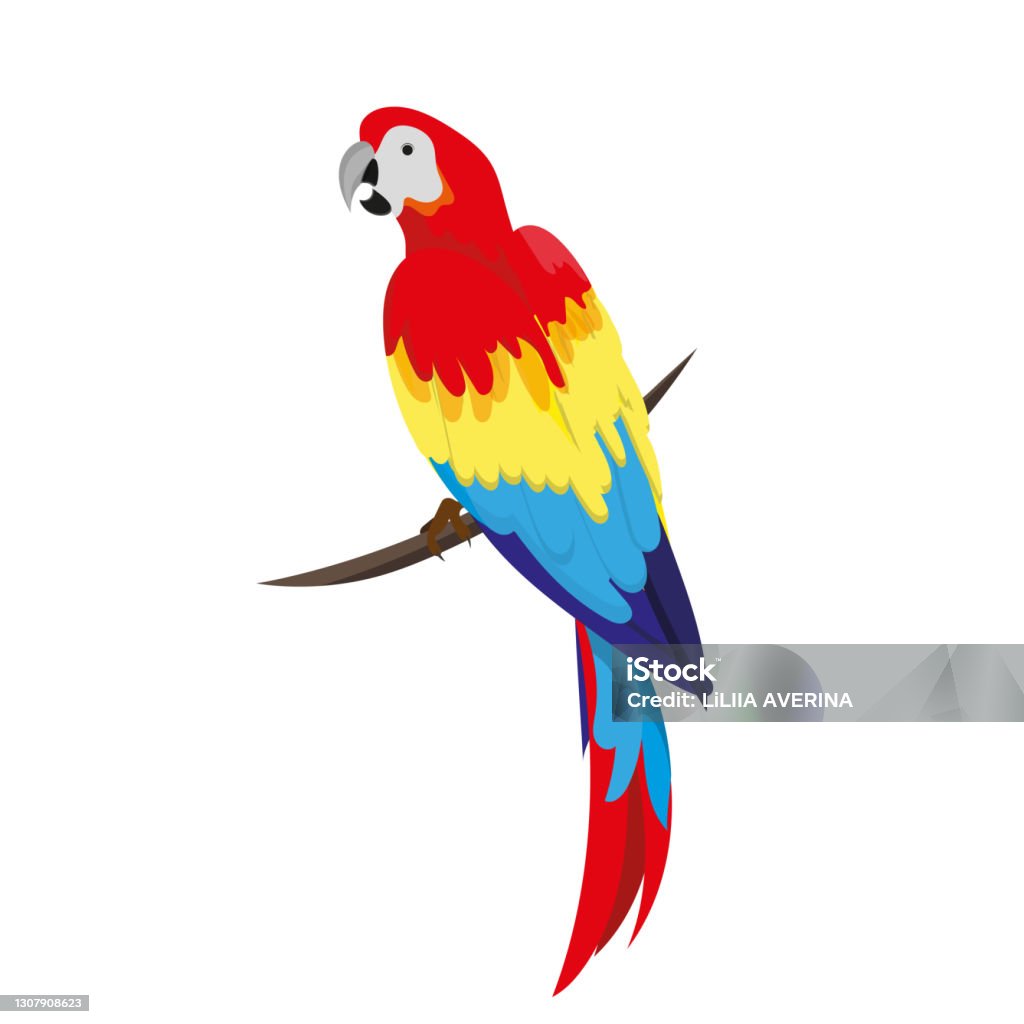 Một Con Vẹt Vẹt Macaw Ngồi Trên Một Verka Một Con Vẹt Đỏ Nhiệt Đới ...