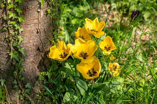 blooming yellowtulips grow in a group on a tree trunk in the grass