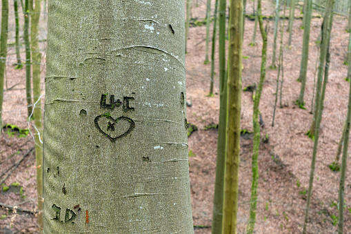 Close-up of a heart shape carved into a birch tree