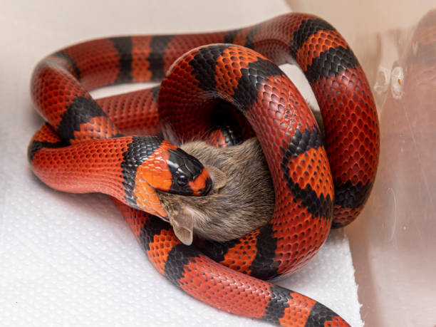 istock Snake eating a slaughtered rat in the laboratory 1307909757
