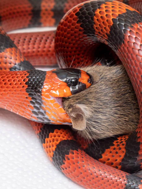 istock Snake eating a slaughtered rat in the laboratory 1307909760