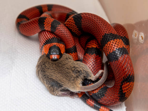 istock Snake eating a slaughtered rat in the laboratory 1307909871