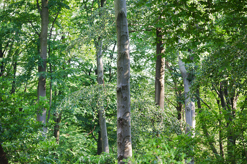 Beech trees in forest in Essen Kettwig