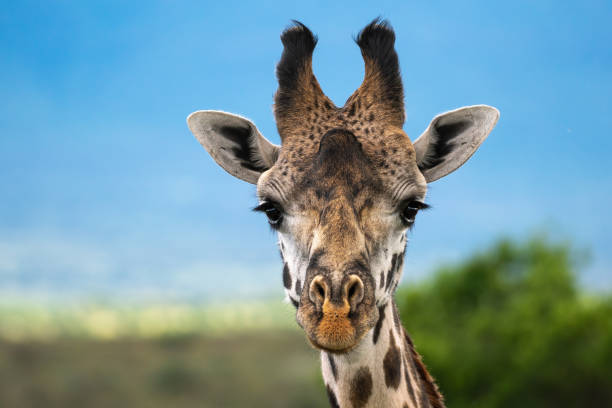 istock Portrait of a Giraffe 1307911334