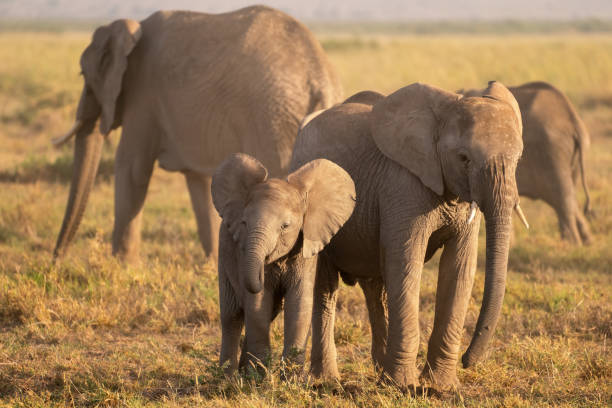 istock African Elephants in the Amboseli National Park 1307911359