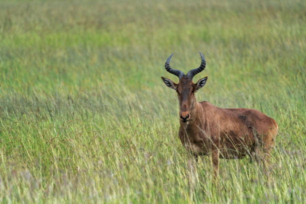 antílope topi en un prado verde - masai mara national reserve masai mara topi antelope fotografías e imágenes de stock