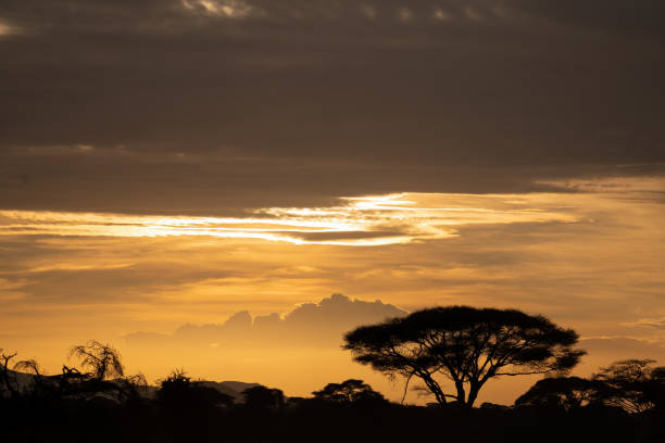 istock Sunset in Amboseli National Park 1307911469