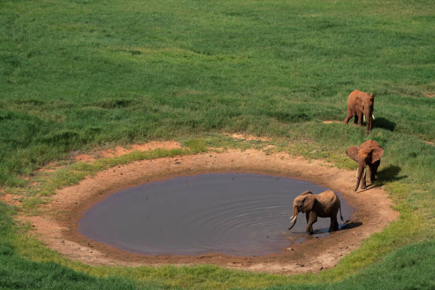 Three elephants at a watering hole in Tsavo East National Park Bird's eye view of a waterhole, with three elephants. The watering hole is located in Tsavo East National Park. The elephants are covered with the typical red dust of this park. tsavo east national park photos stock pictures, royalty-free photos & images