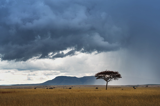 Dark clouds tower over the savannah and a single acacia tree in the Masai Mara Game Reserve.