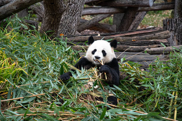 istock Cute panda biting and chewing fresh bamboo branches in forest 1307913573