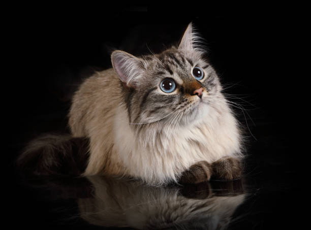 istock Fluffy purebred Siberian cat lying on a black background 1307913762
