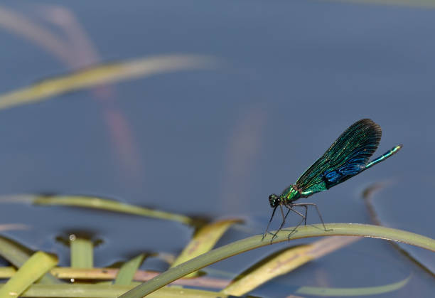 istock Banded demoiselle 1307914892