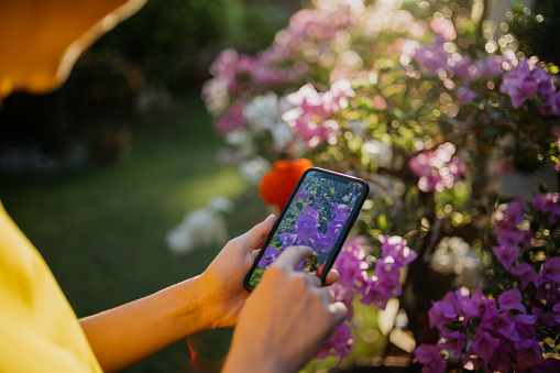 Image of an Asian Chinese woman photographing flowers in the backyard with smartphone