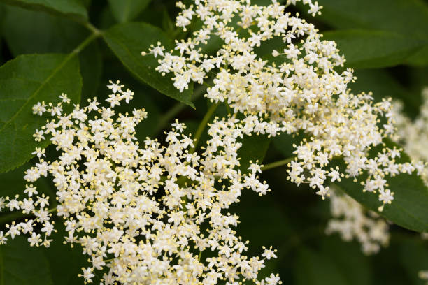 istock Close up of white elderberry bloom 1307915192