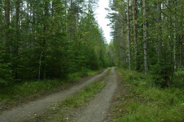 istock A forest road with a dirt surface in a mixed forest. On a warm summer day 1307915789