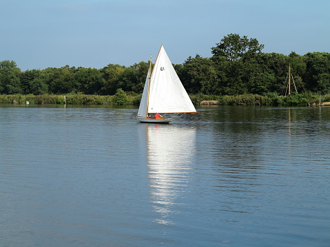Yacht sailing on the Norfolk broads. Full white sail calm water trees in the background. One man number on the sail.