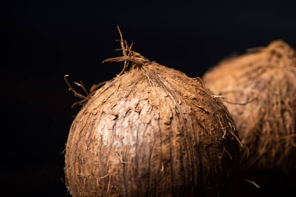 Fresh whole coconut fruit low key photo