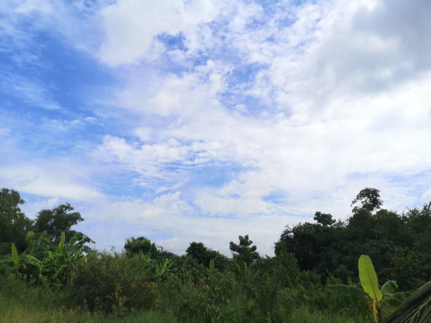 istock bush tree texture nature leaves background and white cloud blue sky 1307916937