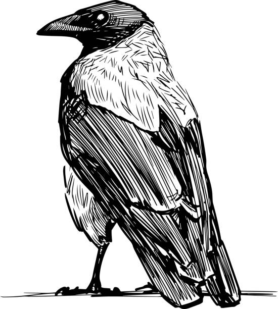 Sketch of large crow standidng and looking Sketch of large crow standidng and looking. Raven stock illustrations