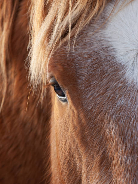 istock Suffolk Punch Horse Abstract 1307919341