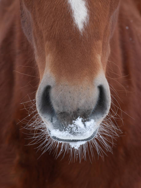 istock Suffolk Punch Horse Abstract 1307919374