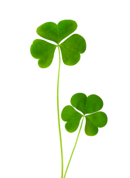 istock green clover symbol of a St Patrick day isolated on white background 1307920973