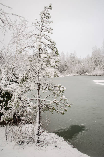 istock Snowy trees and frozen pond in winter 1307921095