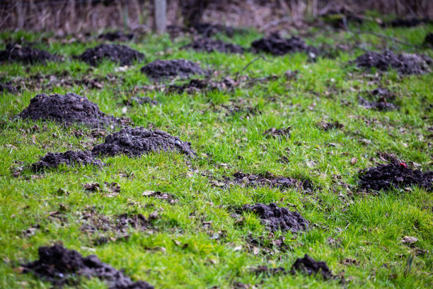 istock Park lawn damaged by the mole plague. 1307921156