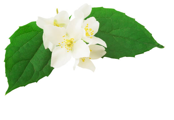 istock jasmine white flower isolated on white background 1307921170