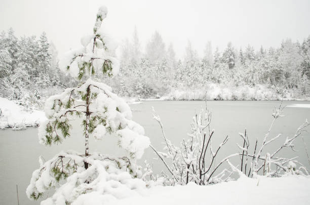 istock Snowy trees and frozen pond in winter 1307921201