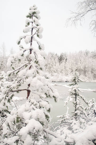 istock Snowy trees and frozen pond in winter 1307921245