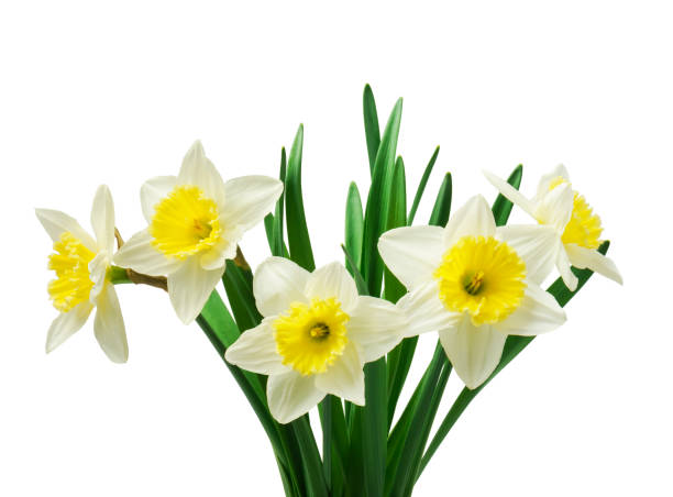 istock Spring floral border, beautiful fresh daffodils flowers, isolated on white background. Selective focus 1307921248