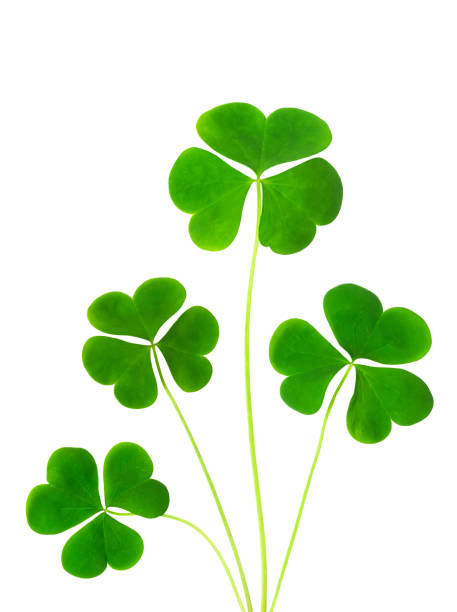istock green clover symbol of a St Patrick day isolated on white background 1307921395