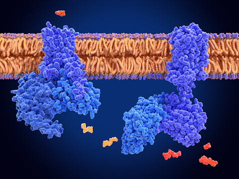 After dopamine binding, the dopamine receptor changes his shape and binds the inactive G protein.The G protein expels its GDP molecule replacing it by GTP. and falls into two pieces. The Galpha subunit binds to and activates the enzyme adenylyl cyclase, which produces then cyclic AMP spreading a signal through the cell.
