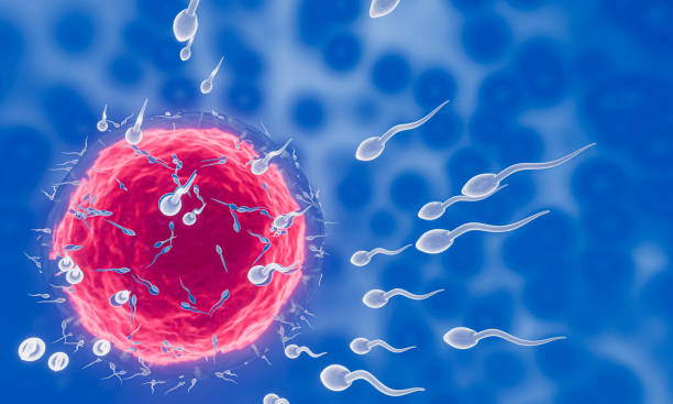 精子は卵子に向けられる。人間の交配を行う。卵子と精子の間の受精前モデル。3d レンダリング - symbol sex healthcare and medicine healthy lifestyle ストックフォトと画像